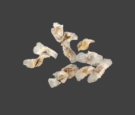 Aloe asperifolia seeds