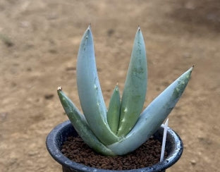 Aloe asperifolia seeds