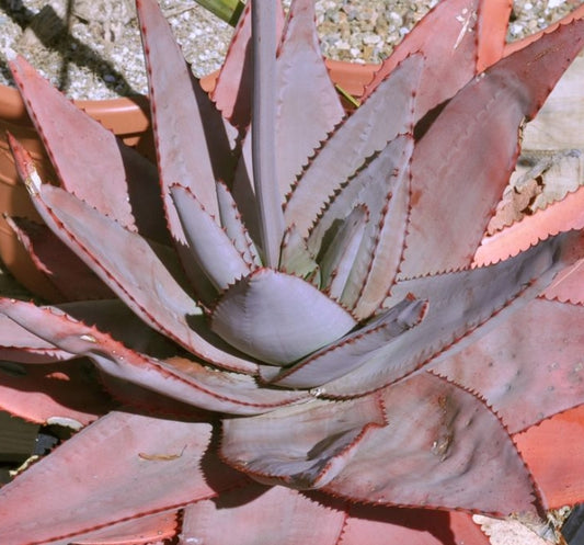 Aloe capitata var. quartziticola seeds