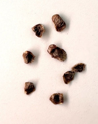 Aloe castilloniae seeds