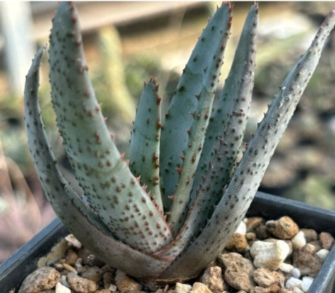 Aloe conifera seeds