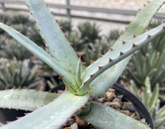Aloe divaricata seeds