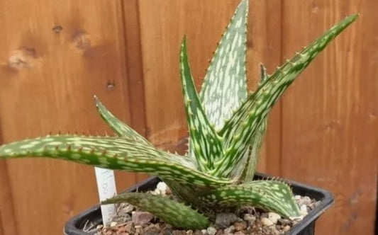 Aloe harlana seeds