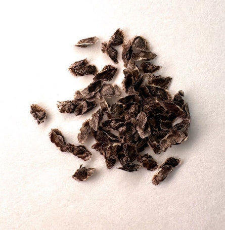 Aloe makayana seeds