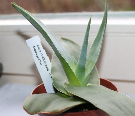 Aloe makayana seeds