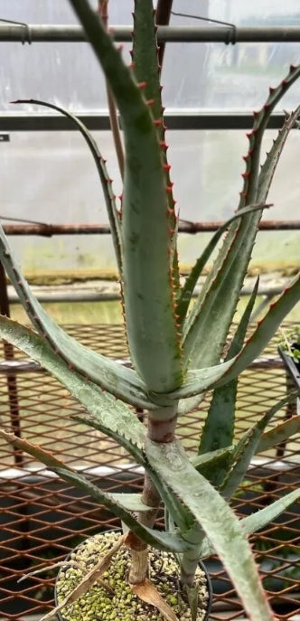 Aloe newtonii seeds