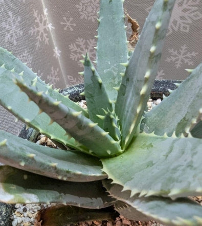 Aloe pillansii seeds