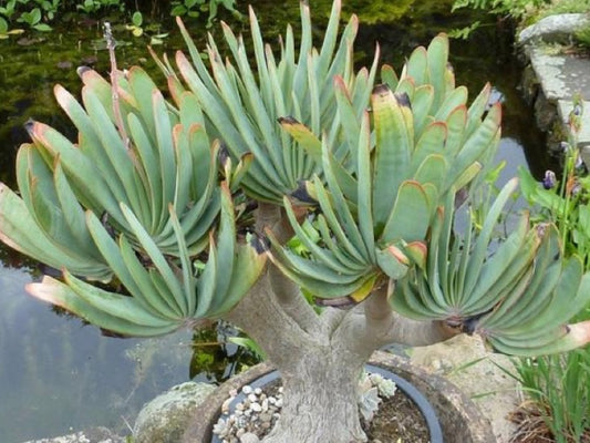 Aloe plicatilis seeds