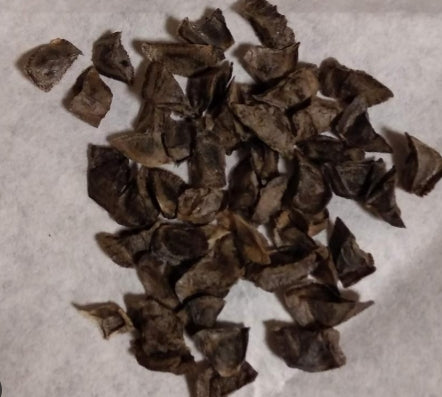 Aloe plicatilis seeds
