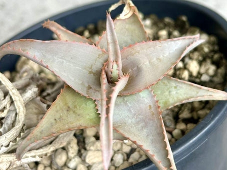Aloe viguieri seeds