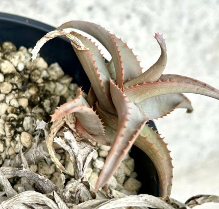 Aloe viguieri seeds