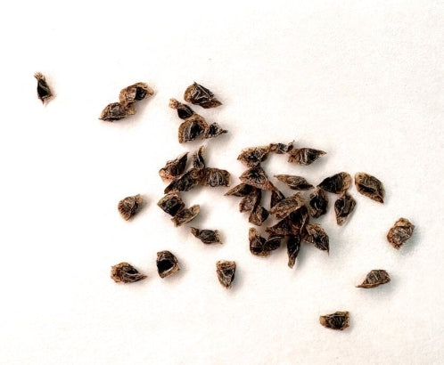 Aloe viguieri seeds