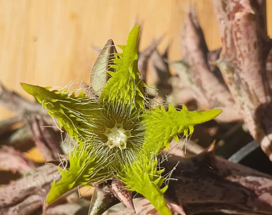 Angolluma dummeri seeds