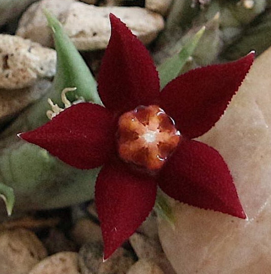 Angolluma sprengeri ssp. ogadensis seeds