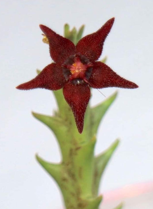 Angolluma subterranea seeds