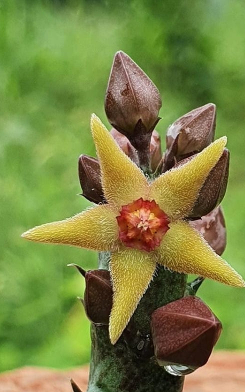 Angolluma subterranea Yellow seeds