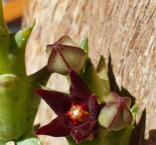 Angolluma taitica seeds