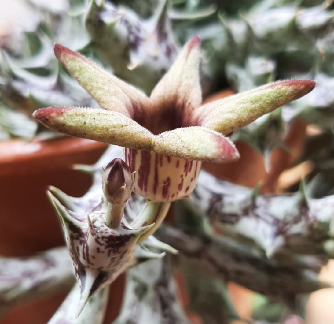 Angolluma Deflersiana seeds