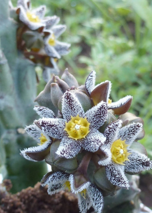 Apteranthes burchardii subsp. maura seeds