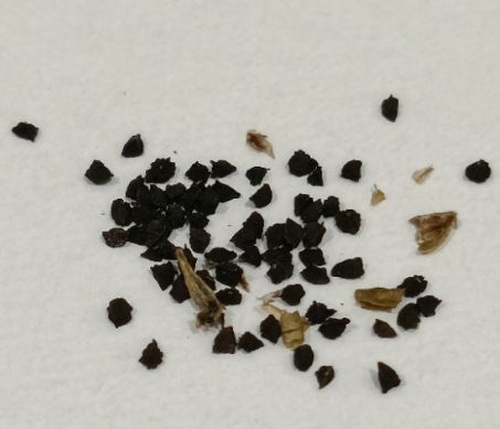 Bulbine sp. Nakaberg seeds