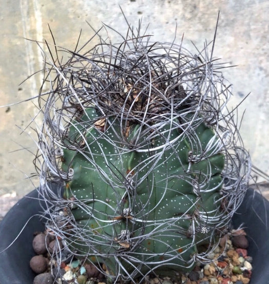 Astrophytum Capricorne seeds