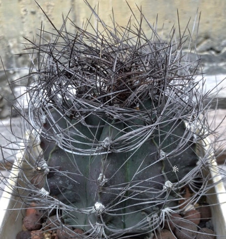 Astrophytum Capricorne seeds