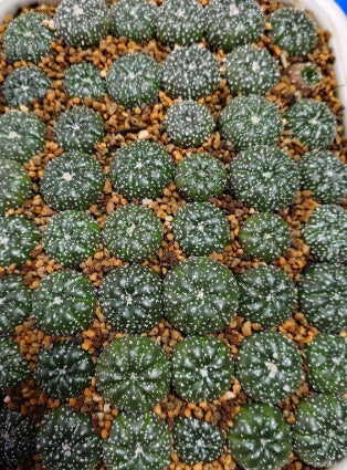 Astrophytum "Kabuto" seeds