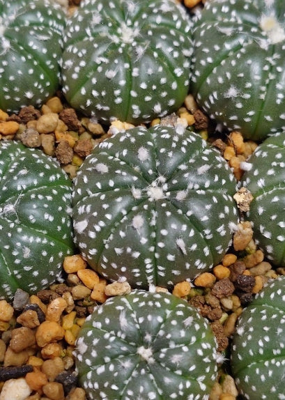 Astrophytum "Kabuto" seeds