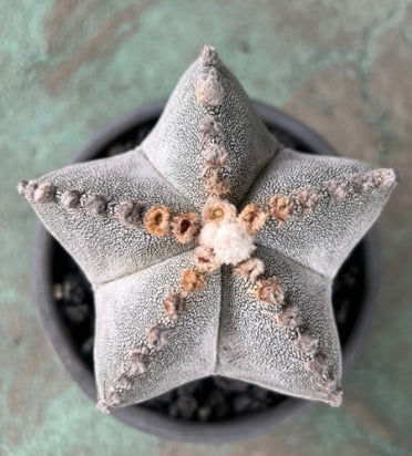 Astrophytum Myriostigma Cv. Onzuka seeds