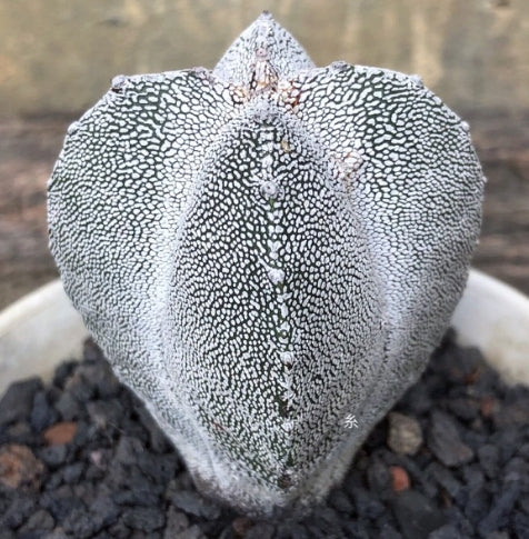 Astrophytum Myriostigma Cv. Onzuka seeds