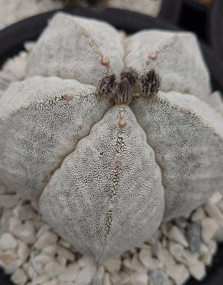 Astrophytum Onzuka Ranhodama Strongirogonum seeds