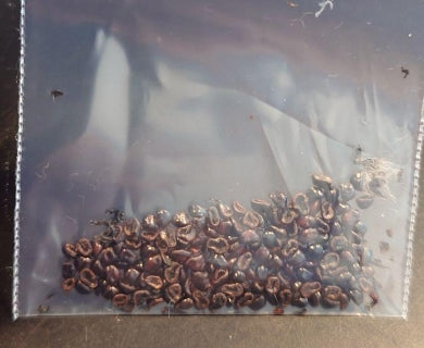 Astrophytum Onzuka Ranhodama Strongirogonum seeds
