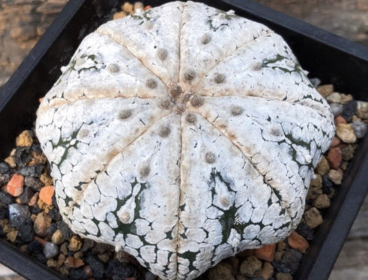 Astrophytum Super kabuto seeds