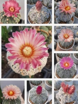 Astrophytum akabana pink flower seeds