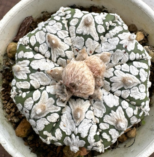 Astrophytum asterias seeds