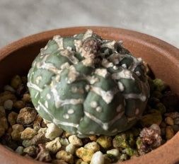 Astrophytum asterias 'Zebra Super' seeds