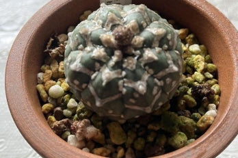 Astrophytum asterias 'Zebra Super' seeds
