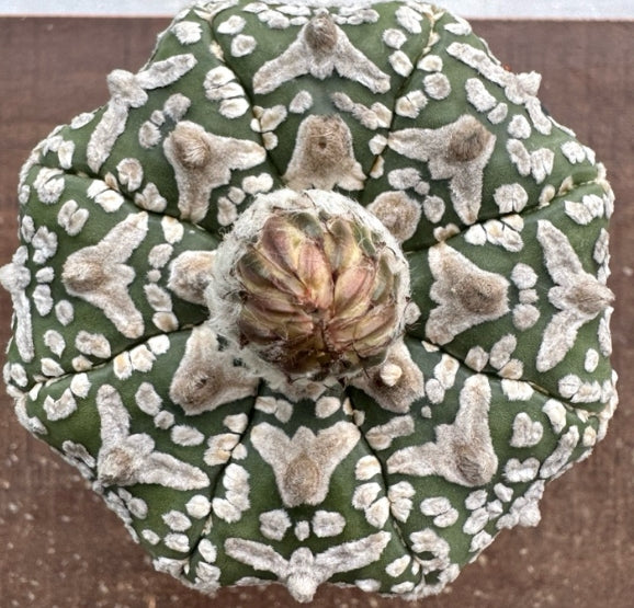 Astrophytum asterias seeds