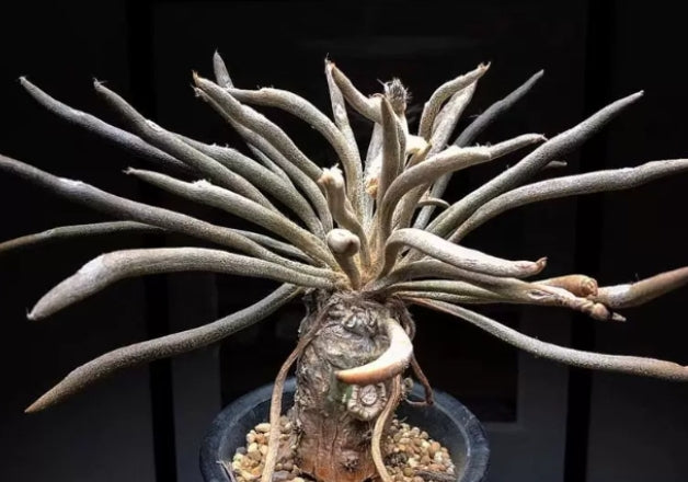 Astrophytum caput-medusae seeds