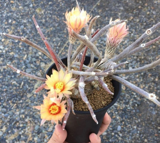 Astrophytum caput-medusae seeds