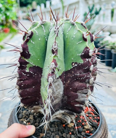 Astrophytum ornatum seeds