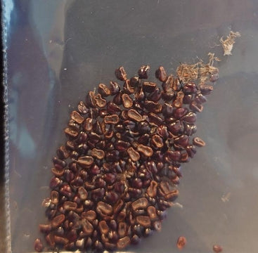 Astrophytum caput-medusae seeds