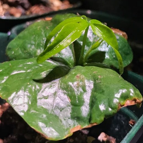 Bombax rhodognaphalon seeds