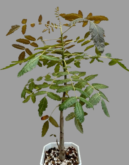 Boswellia ameero seeds