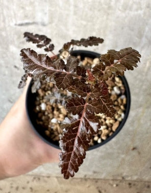 Boswellia asplenifolia × Nana seeds