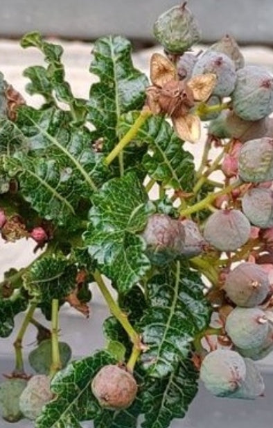 Boswellia nana seeds