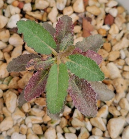 Boswellia popoviana ( Red leaf ) seeds
