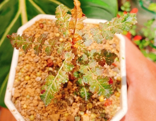 Boswellia socotrana x nana seeds