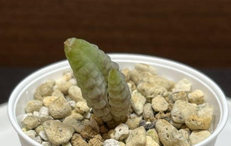 Bulbine bruynsii seeds
