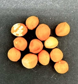 Bursera arida seeds